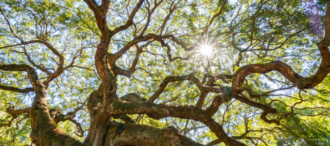an oak tree branches