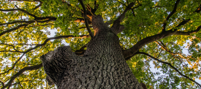 an oak tree