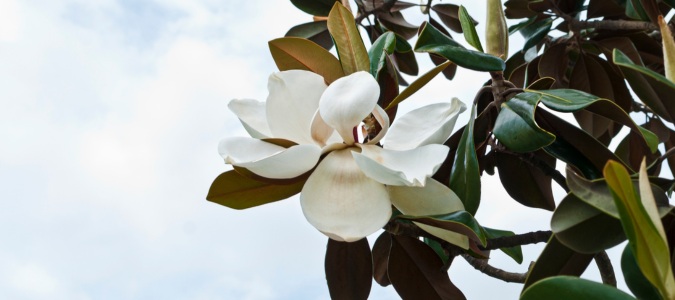 a magnolia tree