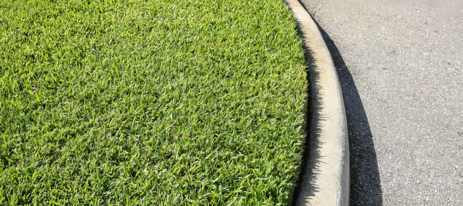 St Augustine grass