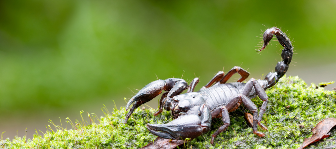 a scorpion