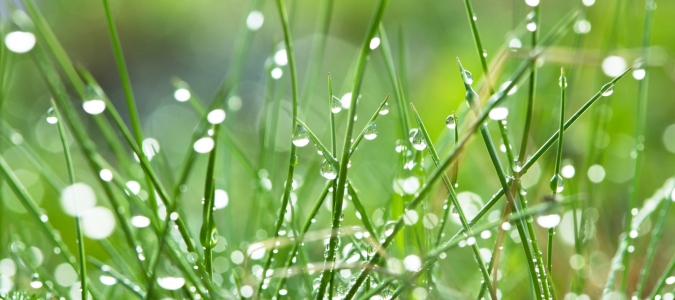 wet grass
