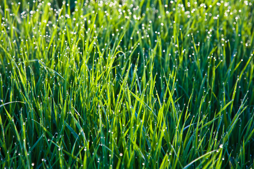 gree summer lawn