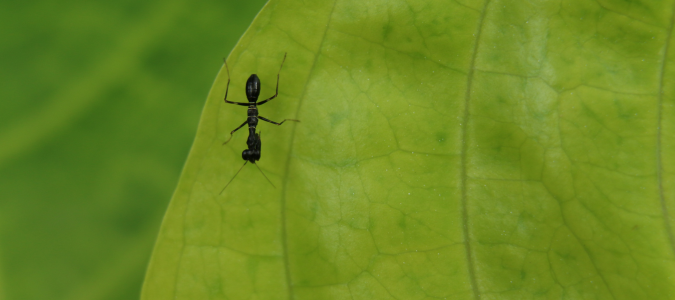 a longhorn crazy ant