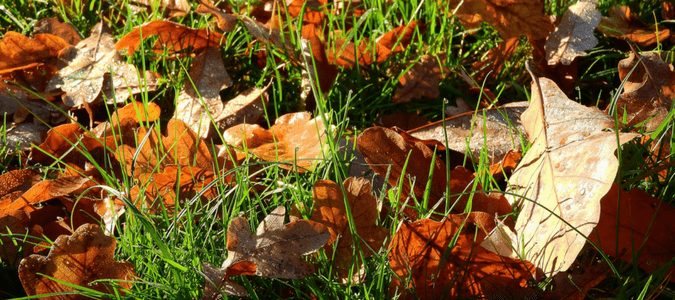 oak leaves on lawn