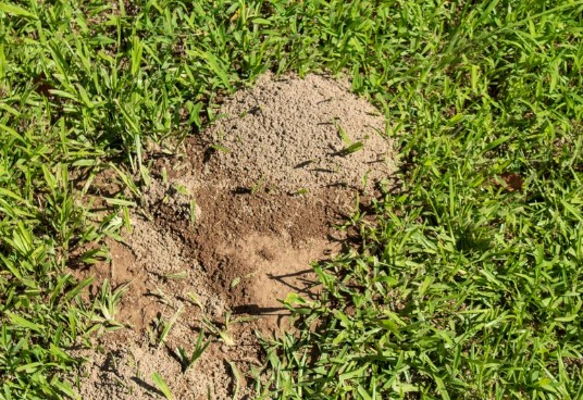 Natural Ant Control Methods