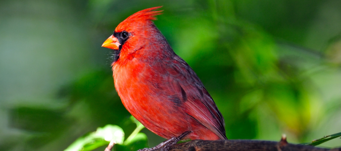 a northern cardinal