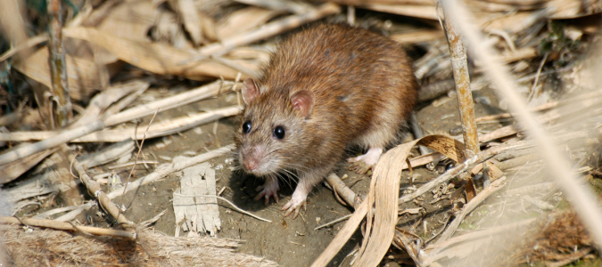 a norway rat