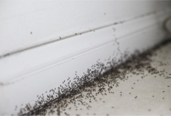 Odorous-House-Ants