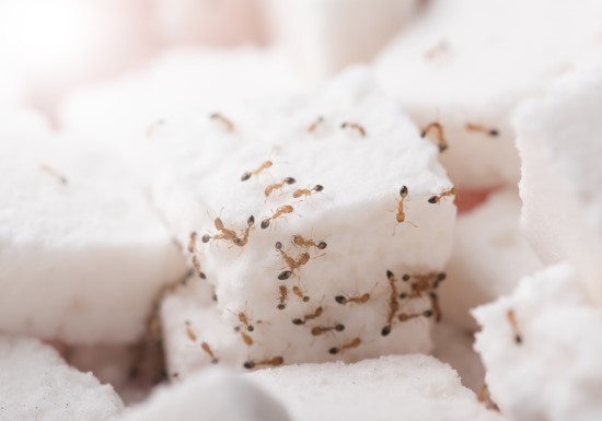 Odorous-House-Ants