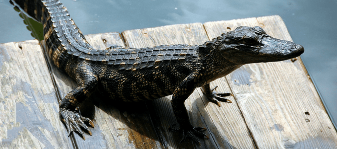 Orlando wildlife
