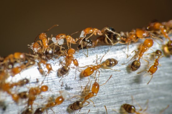 Pharaoh-Ants