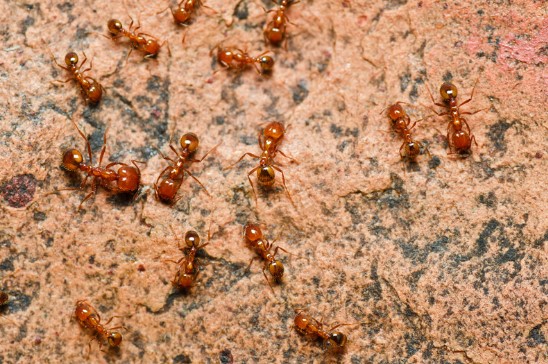 Pharaoh-Ants