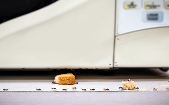 Preventing Ant Infestation