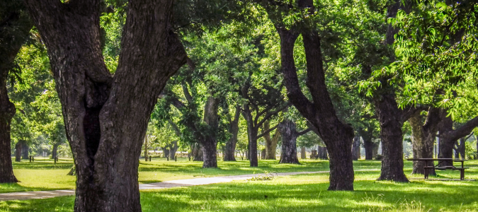 pecan trees