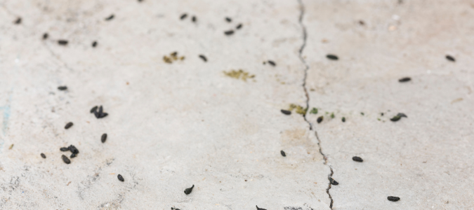 mouse droppings