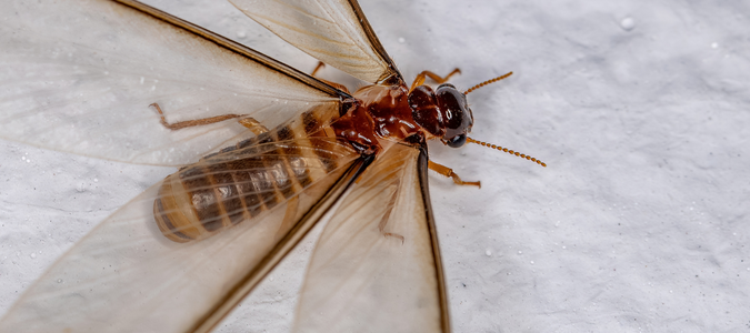 a red termite with wings