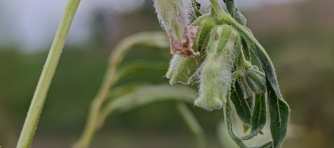 leaf wilt