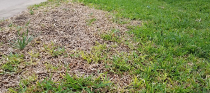 take all root rot in a yard