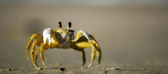 Sand Dwellers