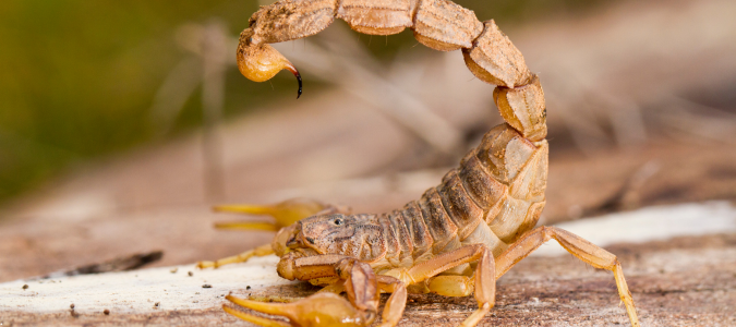 a scorpion