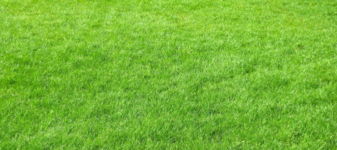 a healthy lawn