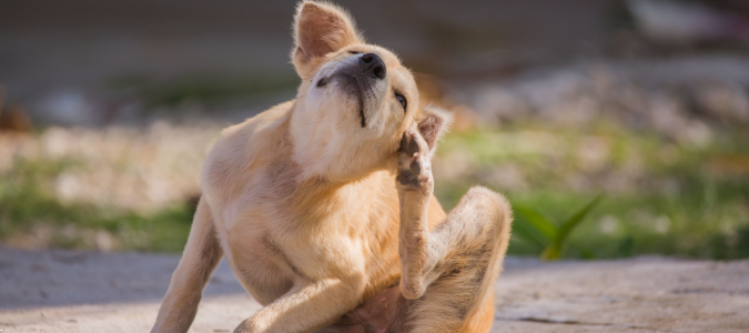a dog scratching