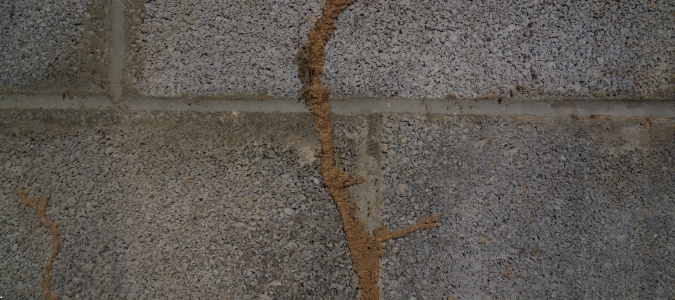 termite mud tube