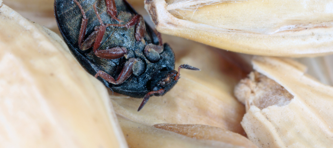 a carpet beetle