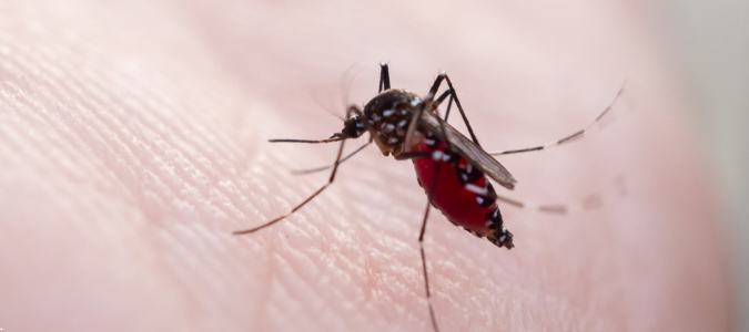a mosquito