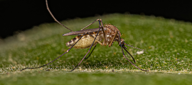southern house mosquito