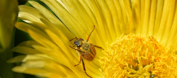 a spider beetle