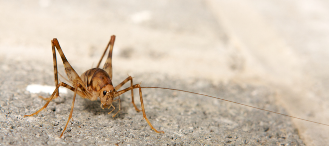 Spider Cricket