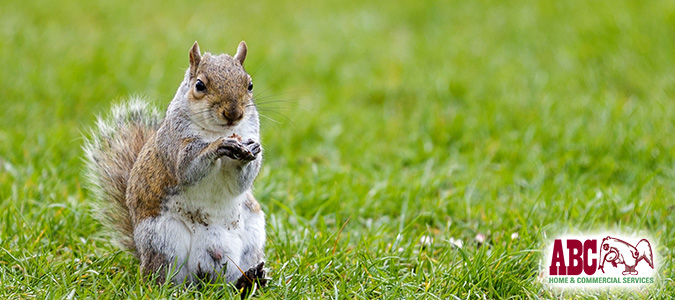Spring Cleaning Tips to Keep Pests Away | National Pest Management Month