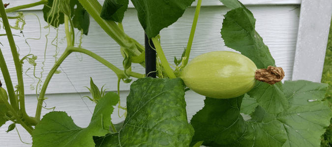 Squash vine borer life cycle