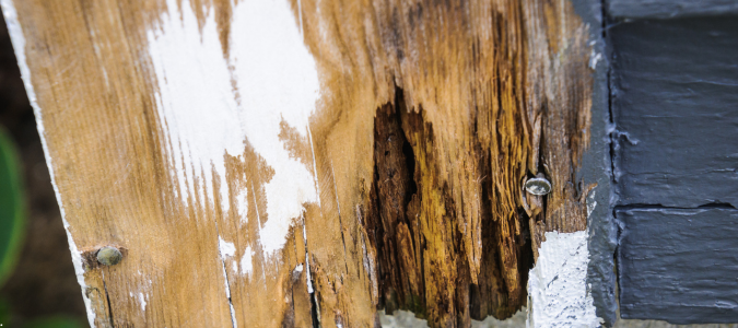 wood rot