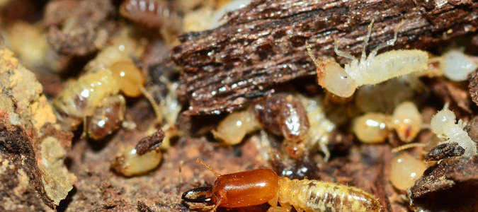 a termite colony