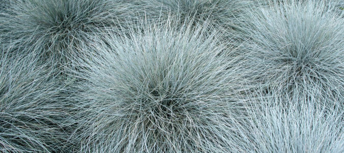 fescue