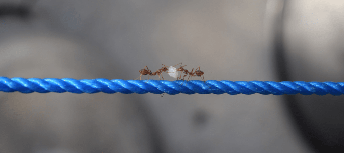fire ants