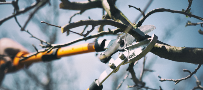 pruning a tree