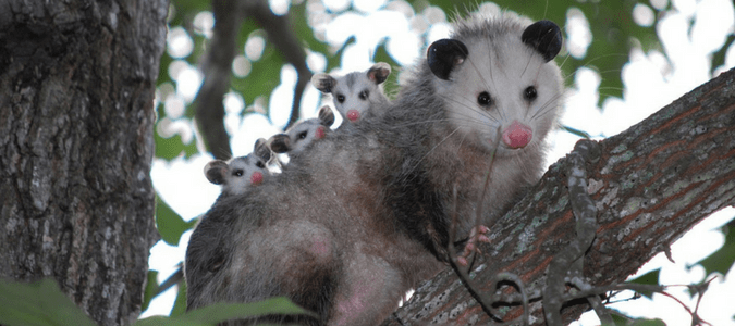 Types of Rodents