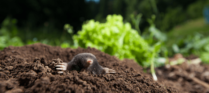 voles vs moles mole emerging from molehill