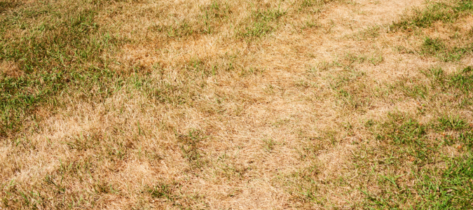 unhealthy soil