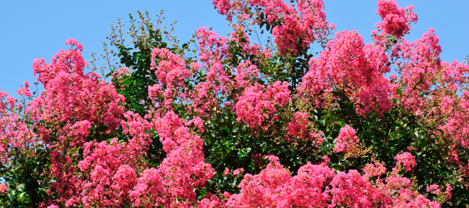 a crape myrtle tree