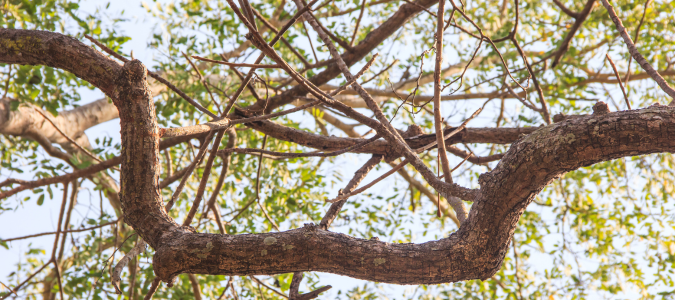 a tree's branches