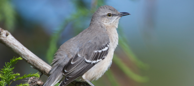 northern mockingbird