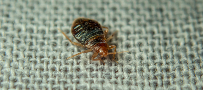 Bed Bug Feces And Other Signs Of An Infestation ABC Blog bed-bug-feces-and-other-signs-of-an-infestation-abc-blog