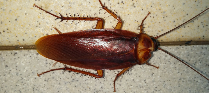 What Causes Roaches In A Clean House