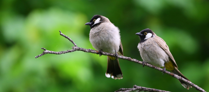 two birds