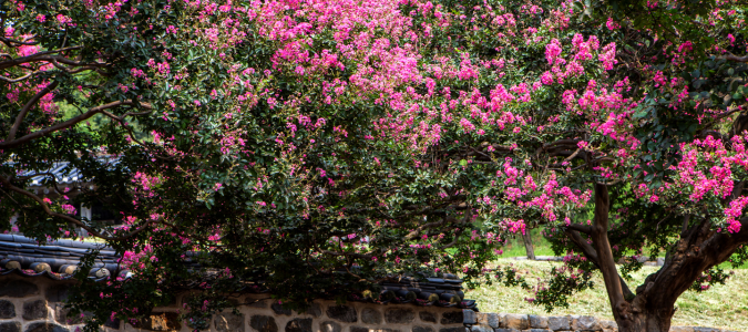 a crape myrtle tree